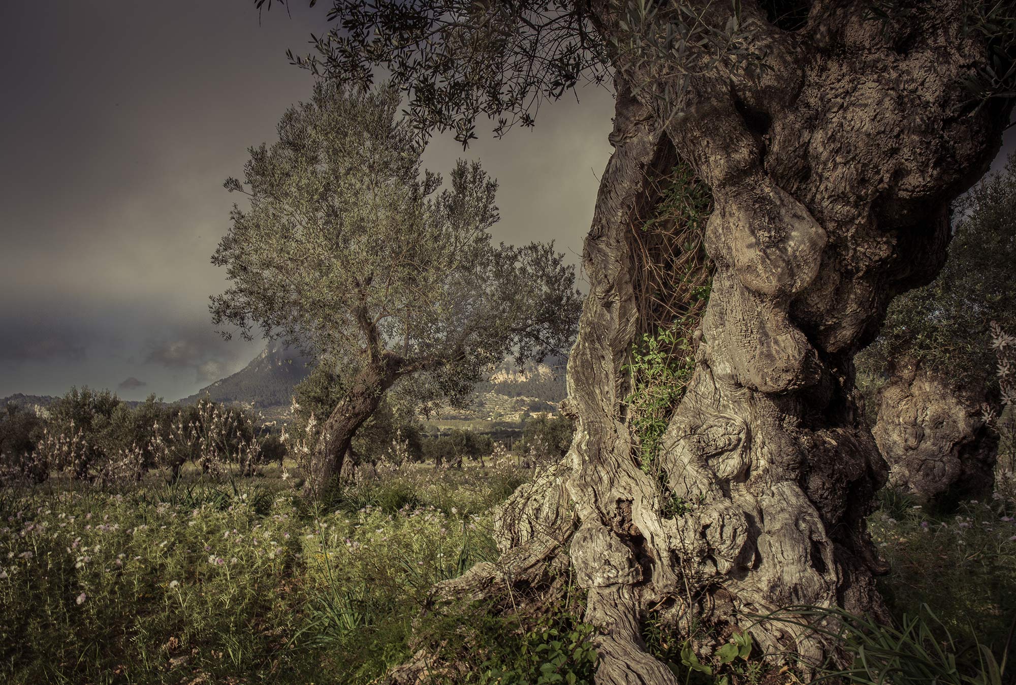olive tree - Mallorca