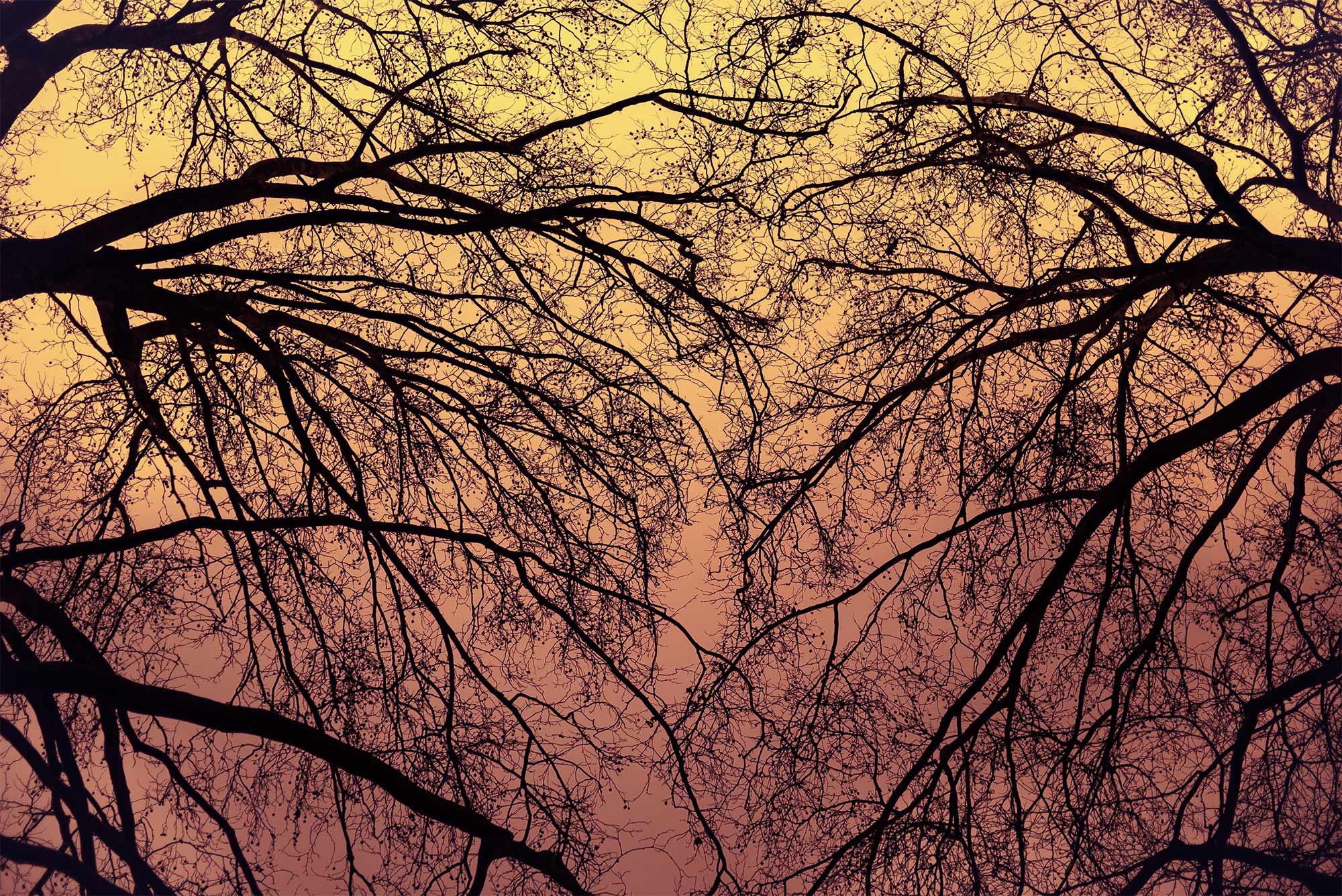 trees