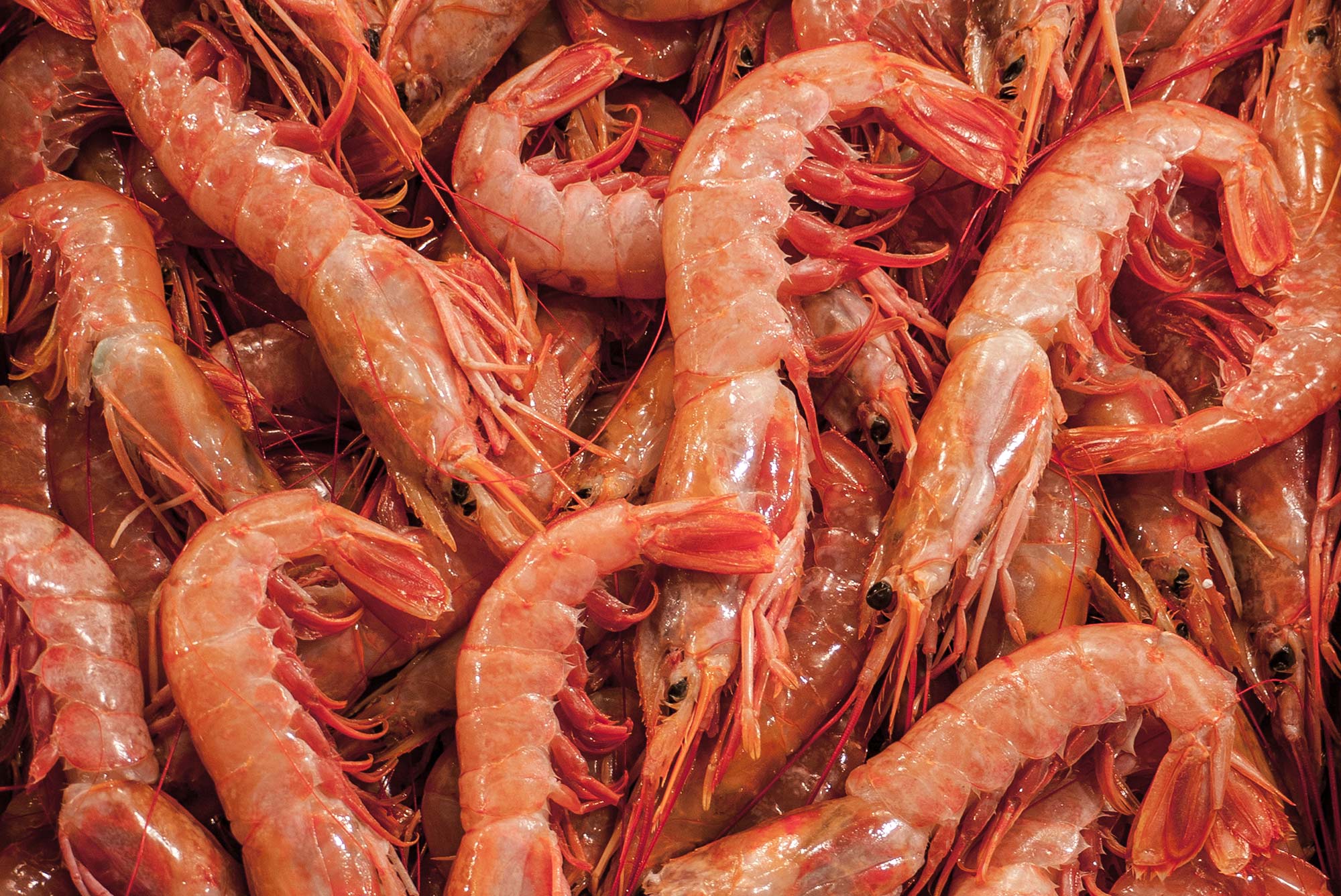 prawns